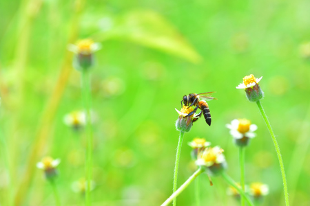 a Bee perched on the beautiful flower.