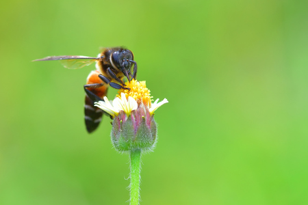a Bee perched on the beautiful flower.の写真素材