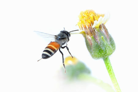 a bee Flying Isolated on white background.の写真素材