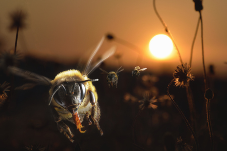 Carpenter bees flying with Sunset background in the evening before dusk.の写真素材