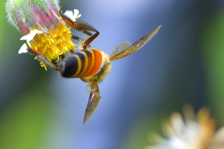 a Bee perched on the beautiful flower.の写真素材