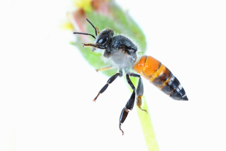 a bee Flying Isolated on white background.