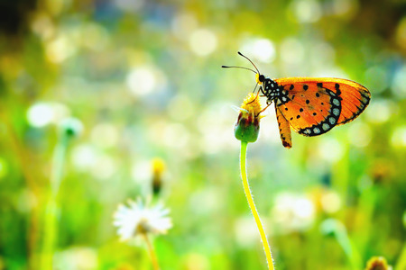 a butterfly perched on the beautiful flower.
