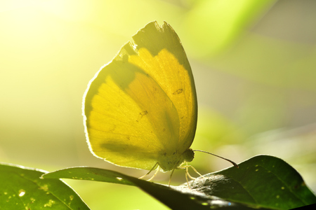 a butterfly perched on the beautiful leaves.の写真素材