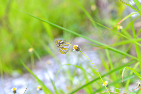a butterfly perched on the beautiful flower.の写真素材