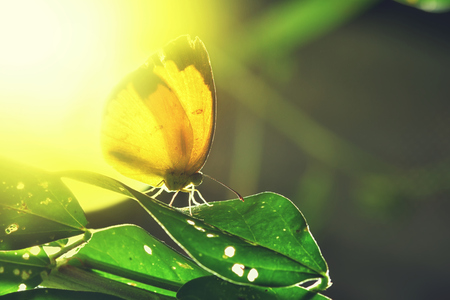 a butterfly perched on the beautiful leaves.

の写真素材
