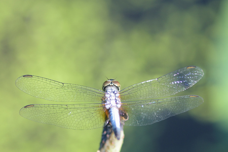 close up a Dragonfly on lotus branch.の写真素材