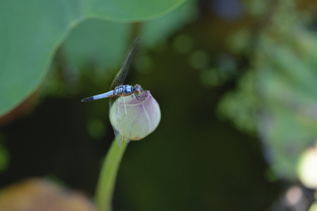 close up a Dragonfly on lotus flower.の写真素材