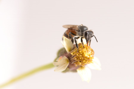 a Bee perched on the beautiful flower.