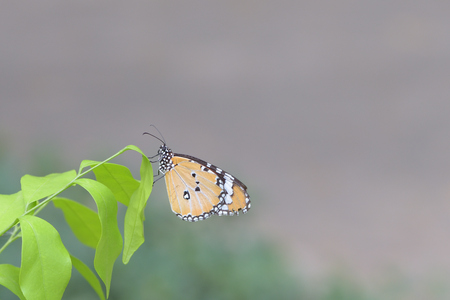 a butterfly perched on the beautiful leaves.

