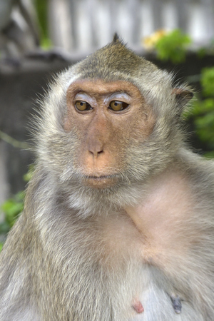 monkey