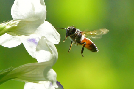 a Bee flying to the beautiful sunflower.の写真素材