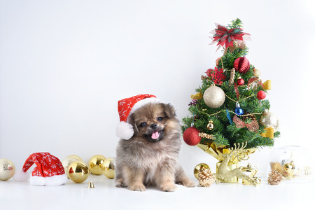 Happy New Year, Christmas, Dog in Santa Claus hat, Celebration balls and other decoration.の写真素材