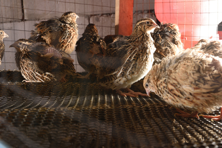 quails and eggs in a cage on a farm