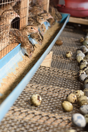 quails and eggs in a cage on a farm