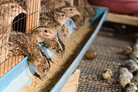 quails and eggs in a cage on a farmの写真素材