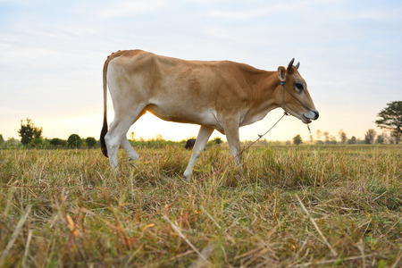 The cows Standing in the fields at sunrise and the beautiful sky.の写真素材