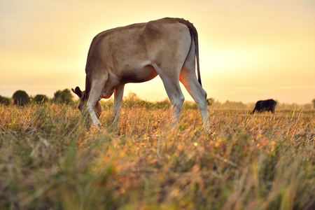 The cows are eating grass for pleasure in the fields at sunrise and the beautiful sky.の写真素材