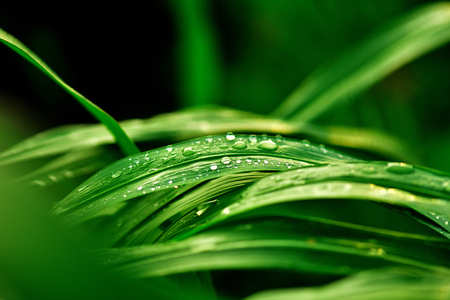 dew on the grass when the sunset.