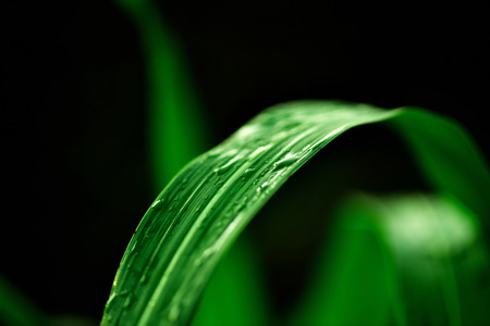 Dew on the grass when the sunset.