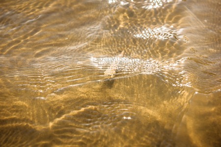 Sea shell on Sand beach and wave on top view.の写真素材