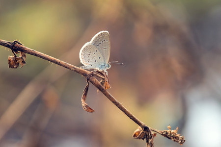 butterfly perched on the on a branch.の写真素材