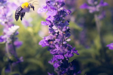 Carpenter Bee are flying to beautiful flowers in nature.の写真素材