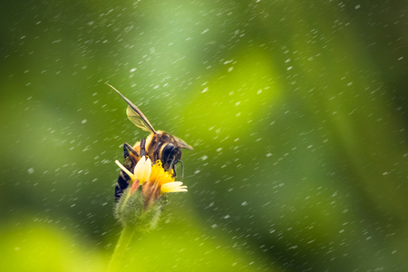 a Bee perched on the beautiful flower.の写真素材