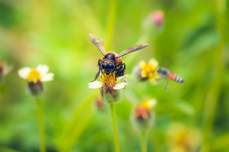 a Bee perched on the beautiful flower.
