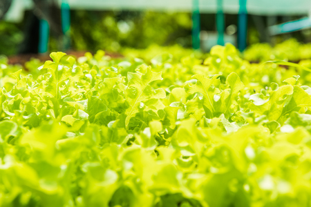 Planting non-toxic Organic vegetables Salad Dressings beautiful Green leafy are grown in the garden with a natural way of safe.の写真素材