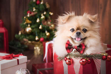 Cute dog puppies Pomeranian Wearing in gift box on Merry Christmas and Happy New Year decoration for celebration.の写真素材