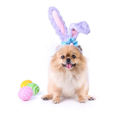 Happy Easter day colorful eggs and Cute puppies Pomeranian Mixed breed Pekingese dog Wear bunny ears sitting isolated on white background.の写真素材