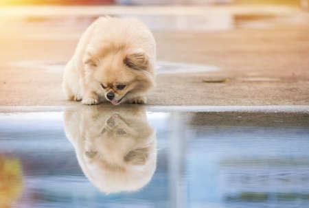 Cute puppies Pomeranian Mixed breed Pekingese dog standing on the floor that has water and reflection.の写真素材