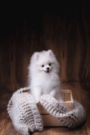 Cute puppies Pomeranian dog sitting on a wooden bucket.の写真素材
