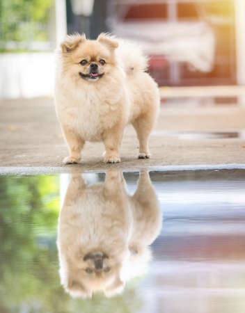 Cute puppies Pomeranian Mixed breed Pekingese dog standing on the floor that has water and reflection.の写真素材