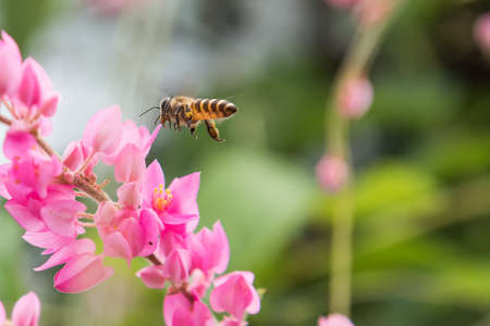 a Bee flying to the beautiful flower.の写真素材