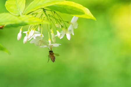 a Bee flying to the beautiful flower.の写真素材