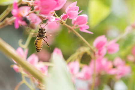 a Bee flying to the beautiful flower.の写真素材