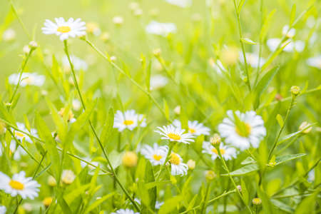 Beautiful Flower daisy and natural green leaf blurred bokeh abstract background.の写真素材