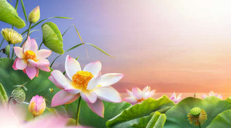 Beautiful lotus flower blooming with copy space.の写真素材