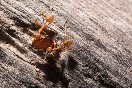 Ants are transporting their food prey to the nest.の写真素材