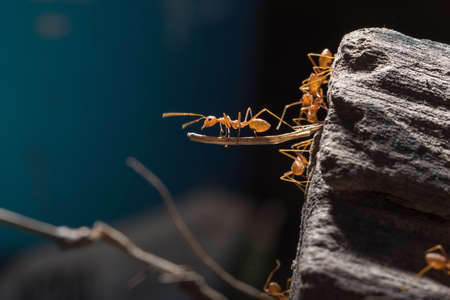 Ants are transporting their food prey to the nest.の写真素材