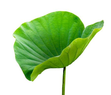 Beautiful lotus leaf isolated on white background.の写真素材