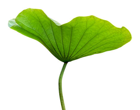 Beautiful lotus leaf isolated on white background.の写真素材