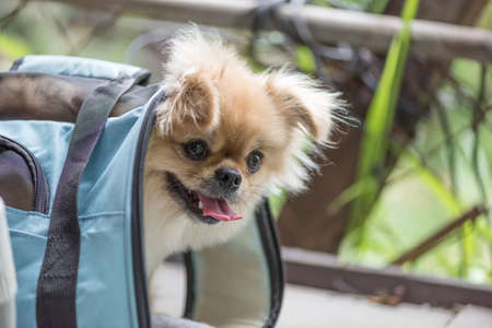 Cute puppy Pomeranian Mixed breed Pekingese dog in a bag with happiness.の写真素材