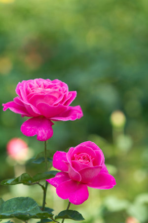 pink roses under the sunlight in gardenの写真素材