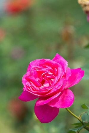 pink rose under the sunlight in gardenの写真素材