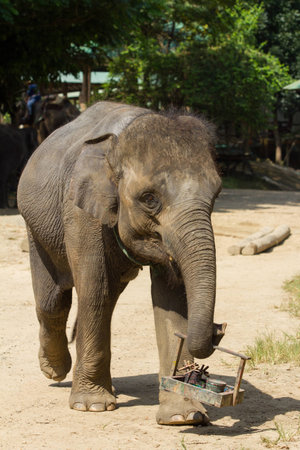 Little elephant holding water colour basketの写真素材