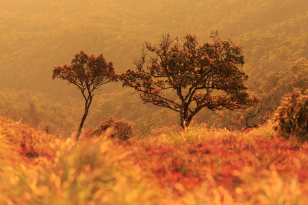 The tree on hight mountain