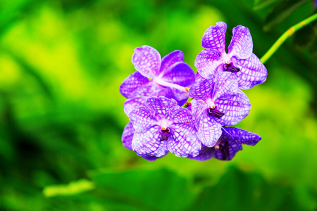 Thai orchids